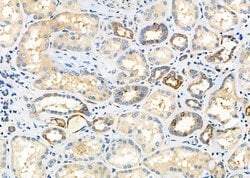 Invitrogen SCARF1 Polyclonal Antibody 100 &mu;L; Unconjugated:Antibodies,