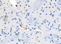 Invitrogen SCARF1 Polyclonal Antibody 100 &mu;L; Unconjugated:Antibodies,