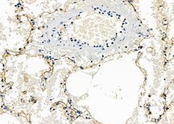 Invitrogen SCARF1 Polyclonal Antibody 100 &mu;L; Unconjugated:Antibodies,