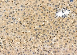 Invitrogen SCARF1 Polyclonal Antibody 100 &mu;L; Unconjugated:Antibodies,