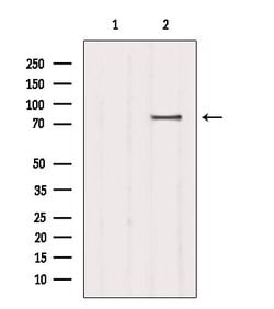 Invitrogen SCARF1 Polyclonal Antibody 100 &mu;L; Unconjugated:Antibodies,
