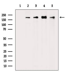 Invitrogen SCRIB Polyclonal Antibody 100 &mu;L; Unconjugated:Antibodies,