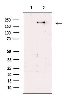 Invitrogen SEC16A Polyclonal Antibody 100 &mu;L; Unconjugated:Antibodies,