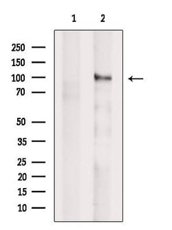 Invitrogen SEMA4B Polyclonal Antibody 100 &mu;L; Unconjugated:Antibodies,