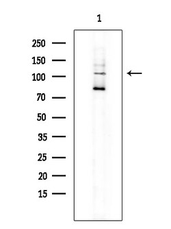 Invitrogen SEMA4B Polyclonal Antibody 100 &mu;L; Unconjugated:Antibodies,