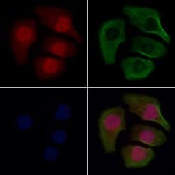 Invitrogen ARTS Polyclonal Antibody 100 &mu;L; Unconjugated:Antibodies,