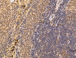 Invitrogen ARTS Polyclonal Antibody 100 &mu;L; Unconjugated:Antibodies,