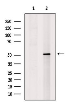 Invitrogen ARTS Polyclonal Antibody 100 &mu;L; Unconjugated:Antibodies,