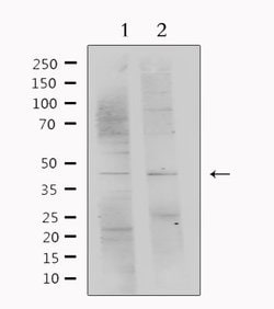 Invitrogen PEDF Polyclonal Antibody 100 &mu;L; Unconjugated:Antibodies,