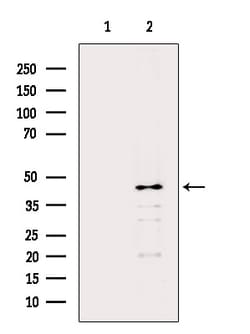 Invitrogen PEDF Polyclonal Antibody 100 &mu;L; Unconjugated:Antibodies,