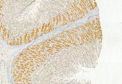 Invitrogen SESN2 Polyclonal Antibody 100 &mu;L | Buy Online | Invitrogen&trade; | Fisher Scientific