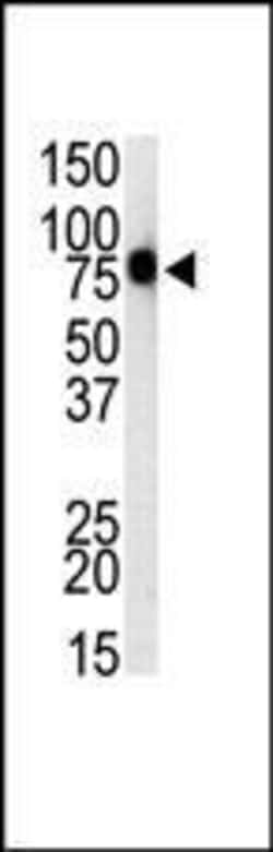 Invitrogen TLR1 Polyclonal Antibody 400 &mu;L; Unconjugated:Antibodies,