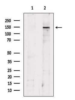 Invitrogen SFRS15 Polyclonal Antibody 100 &mu;L | Buy Online | Invitrogen&trade; | Fisher Scientific