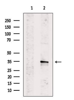 Invitrogen SGTA Polyclonal Antibody 100 &mu;L; Unconjugated:Antibodies,