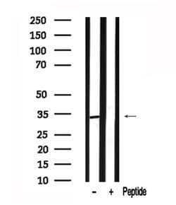 Invitrogen SGTA Polyclonal Antibody 100 &mu;L; Unconjugated:Antibodies,