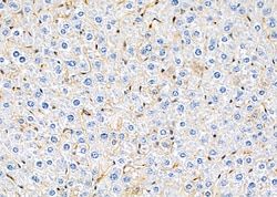 Invitrogen SH2D4A Polyclonal Antibody 100 &mu;L; Unconjugated:Antibodies,