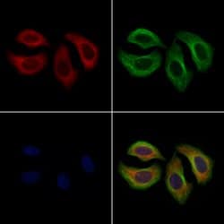 Invitrogen SHIP1 Polyclonal Antibody 100 &mu;L; Unconjugated:Antibodies,