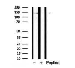 Invitrogen SHIP1 Polyclonal Antibody 100 &mu;L; Unconjugated:Antibodies,