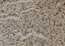 Invitrogen SHMT2 Polyclonal Antibody 100 &mu;L; Unconjugated:Antibodies,