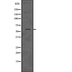 Invitrogen MAPKAP1 Polyclonal Antibody 100 &mu;L | Buy Online | Invitrogen&trade; | Fisher Scientific