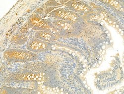 Invitrogen SIRT3 Polyclonal Antibody 100 μL; Unconjugated:Antibodies,