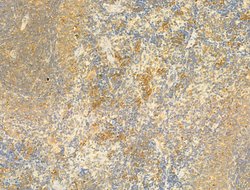 Invitrogen SIRT3 Polyclonal Antibody 100 μL; Unconjugated:Antibodies,