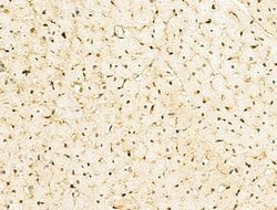 Invitrogen SIRT7 Polyclonal Antibody 100 &mu;L; Unconjugated:Anticuerpos