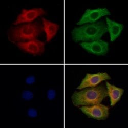 Invitrogen SLC26A4 Polyclonal Antibody 100 &mu;L; Unconjugated:Antibodies,
