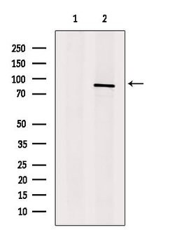 Invitrogen SLC26A4 Polyclonal Antibody 100 &mu;L; Unconjugated:Antibodies,