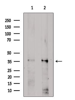 Invitrogen ZIP1 Polyclonal Antibody 100 &mu;L; Unconjugated:Antibodies,