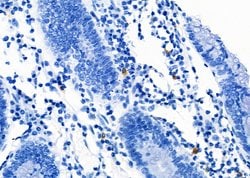 Invitrogen SLC7A5 Polyclonal Antibody 100 &mu;L; Unconjugated:Antibodies,