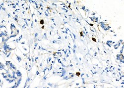 Invitrogen SLC7A5 Polyclonal Antibody 100 &mu;L; Unconjugated:Antibodies,