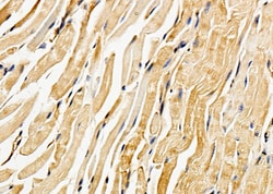 Invitrogen Nhe-1 Polyclonal Antibody 100 &mu;L; Unconjugated:Antibodies,