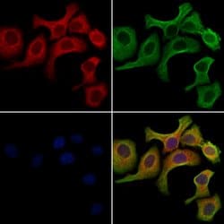 Invitrogen Nhe-1 Polyclonal Antibody 100 &mu;L; Unconjugated:Antibodies,