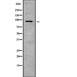 Invitrogen Nhe-1 Polyclonal Antibody 100 &mu;L; Unconjugated:Antibodies,