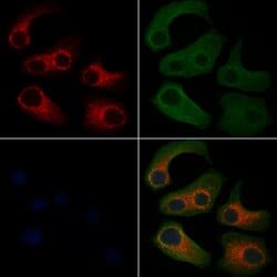 SLIRP Polyclonal Antibody:Antibodies, Polyclonal