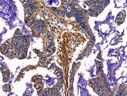 SLIRP Polyclonal Antibody:Antibodies, Polyclonal