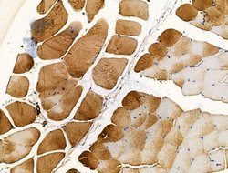 SLIRP Polyclonal Antibody:Antibodies, Polyclonal