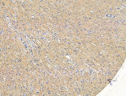 SLIRP Polyclonal Antibody:Antibodies, Polyclonal