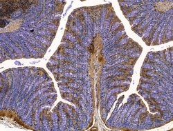 SLIRP Polyclonal Antibody:Antibodies, Polyclonal
