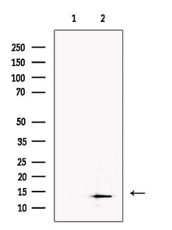 SLIRP Polyclonal Antibody:Antibodies, Polyclonal