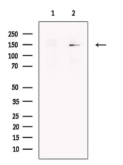 Invitrogen SMC1 Polyclonal Antibody 100 &mu;L; Unconjugated:Antibodies,