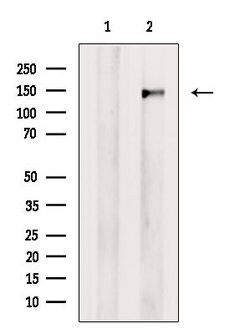 Invitrogen SMC2 Polyclonal Antibody 100 μL; Unconjugated:Antibodies,