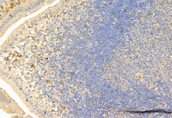 Invitrogen SNAIL Polyclonal Antibody 100 &mu;L; Unconjugated:Antibodies,