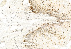 Invitrogen SNAIL Polyclonal Antibody 100 &mu;L; Unconjugated:Antibodies,