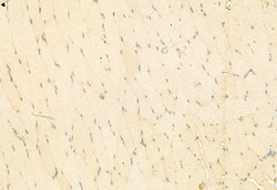 Invitrogen SNAIL Polyclonal Antibody 100 &mu;L; Unconjugated:Antibodies,