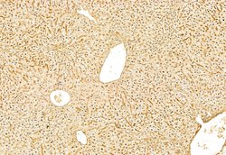 Invitrogen SNAIL Polyclonal Antibody 100 &mu;L; Unconjugated:Antibodies,