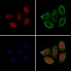 Invitrogen SON Polyclonal Antibody 100 &mu;L; Unconjugated:Antibodies,