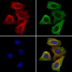 Invitrogen SORL1 Polyclonal Antibody 100 &mu;L; Unconjugated:Antibodies,