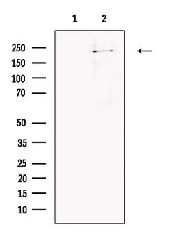 Invitrogen SORL1 Polyclonal Antibody 100 &mu;L; Unconjugated:Antibodies,